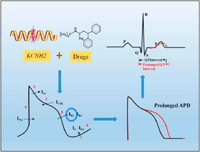 Molecular Insights Into the Gating Kinetics of the Cardiac hERG Channel, Illuminated by Structure and Molecular Dynamics